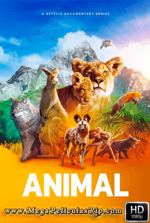 Animal Temporada 1 1080p Latino