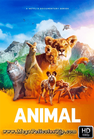 Animal Temporada 1 [1080p] [Latino-Ingles] [MEGA]